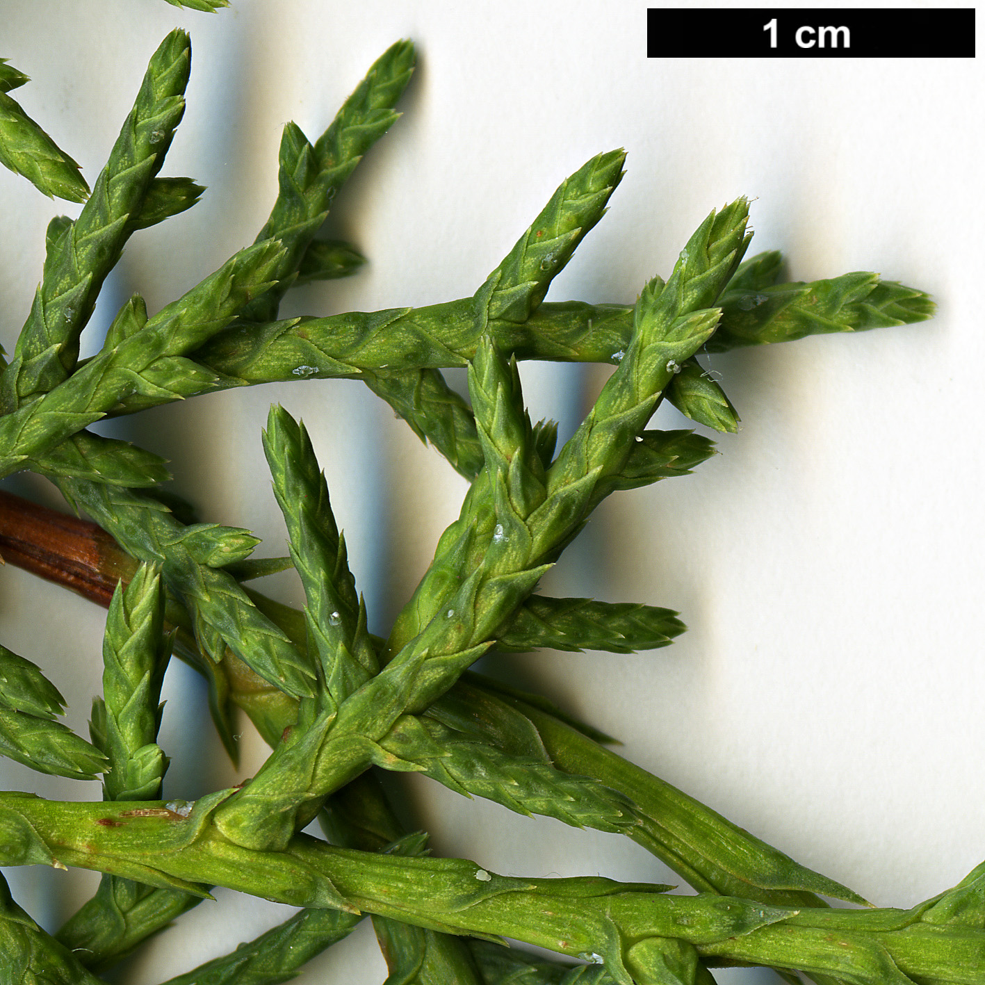 High resolution image: Family: Cupressaceae - Genus: Cupressus - Taxon: arizonica - SpeciesSub: var. arizonica